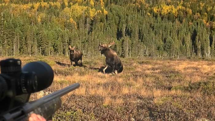 bull Moose