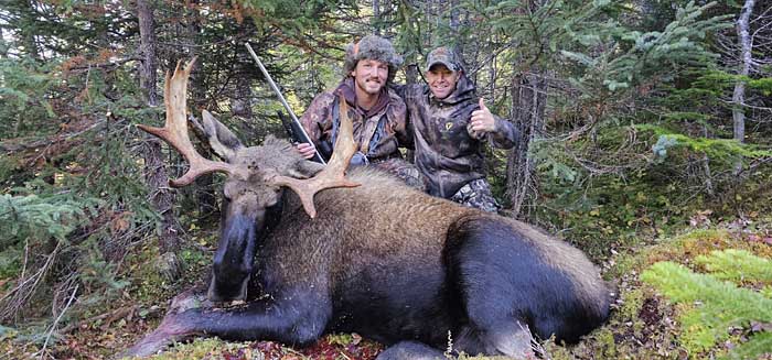 bull Moose