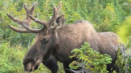 bull Moose