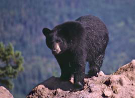 black bear