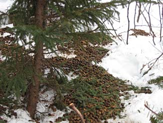 Moose droppings